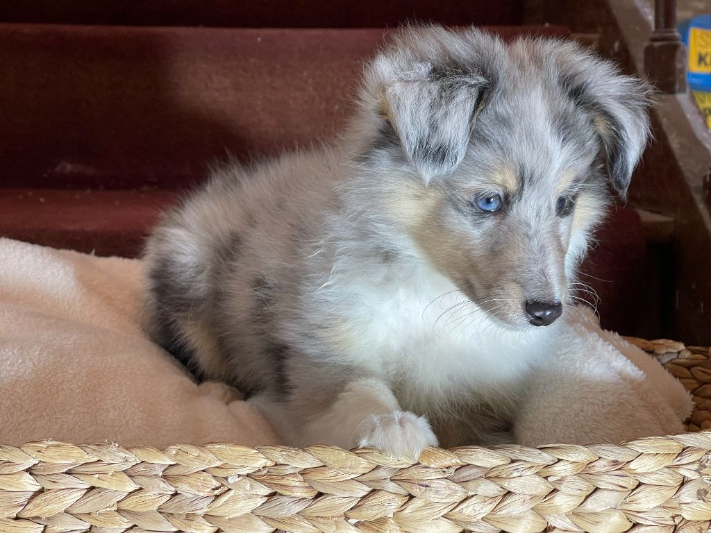 De La Vallée Du Norrland - Shetland Sheepdog - Portée née le 18/11/2023